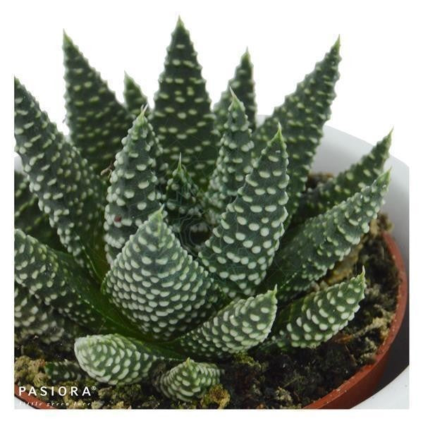 Hei Haworthia, 3 Stück