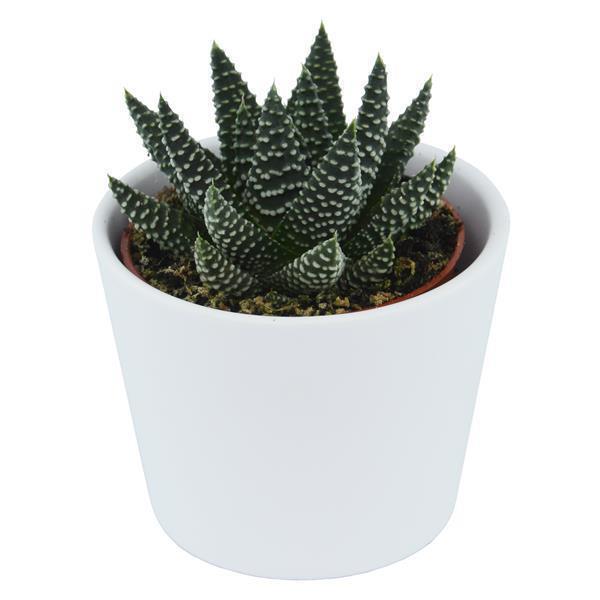Haworthia fasciata Albert - 6cm