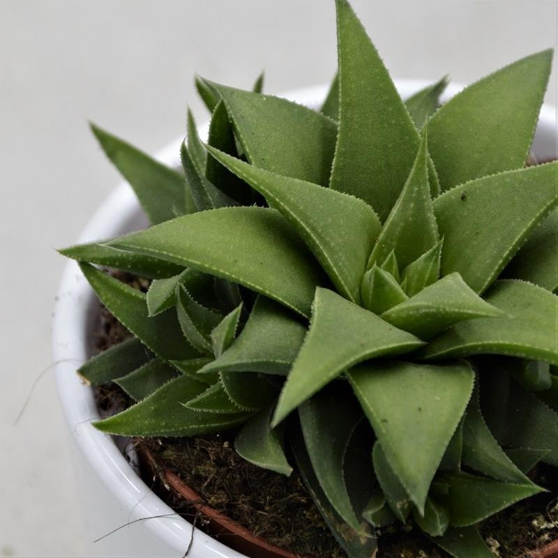 Haworthia angustifolia var. baylissii - 8,5cm