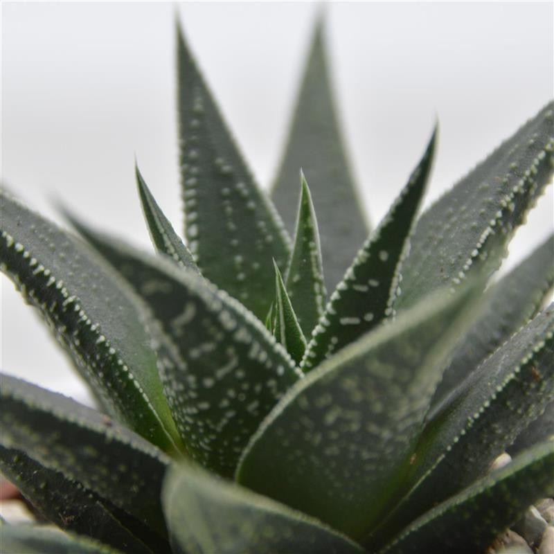 Haworthia Banded Pearls - 6cm