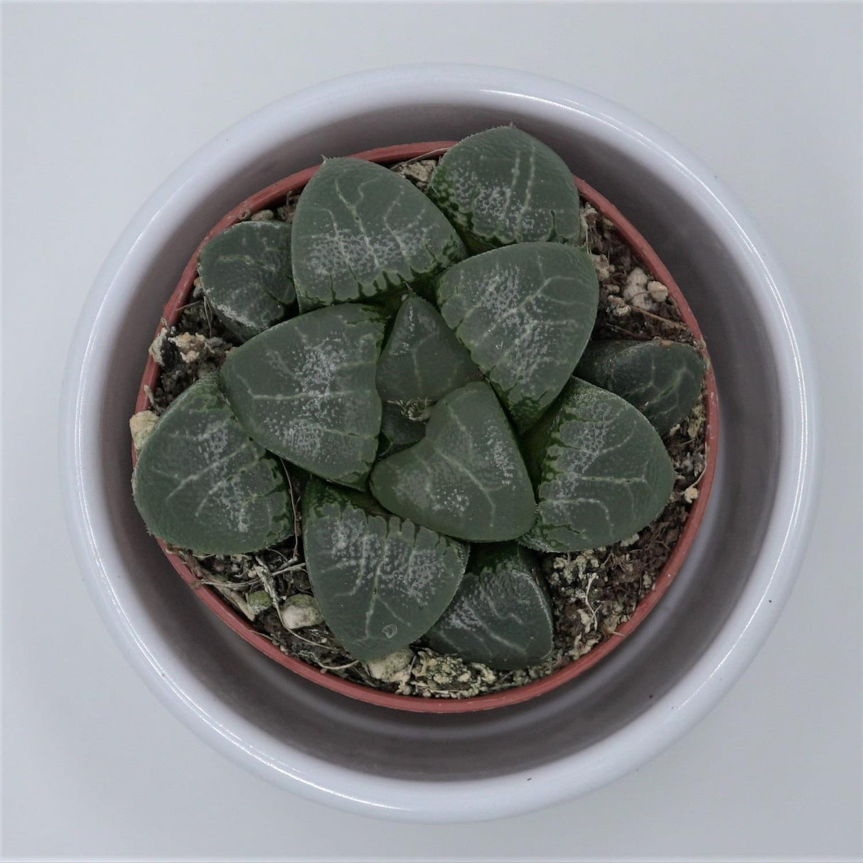 Haworthia bayeri - 5,5cm