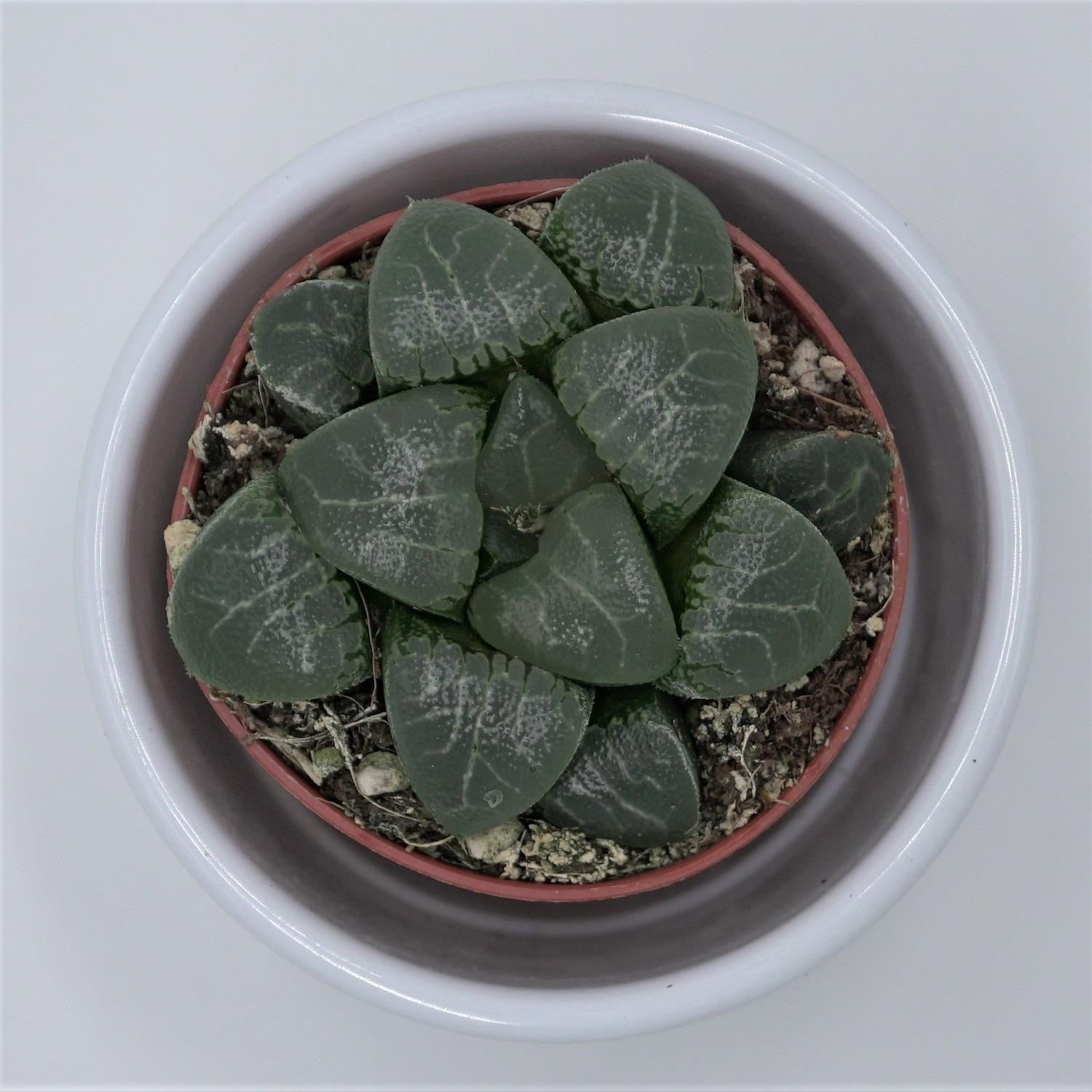 Haworthia bayeri - 5,5cm