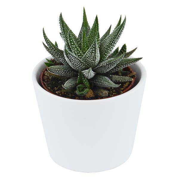 Hei Haworthia, 5 Stück
