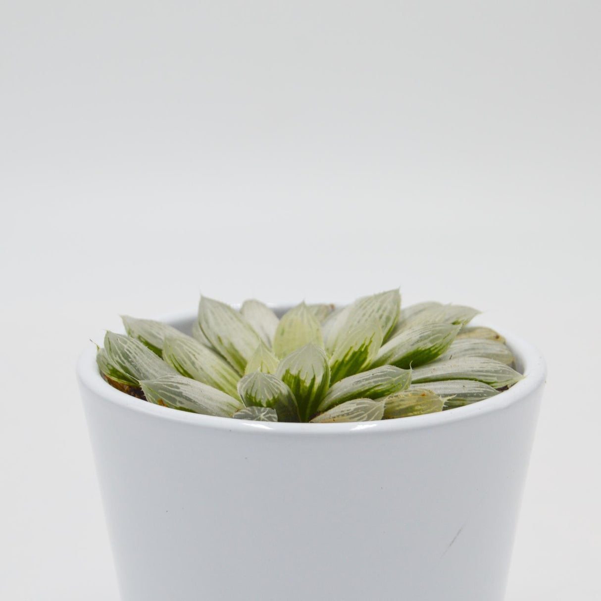 Haworthia cooperi f. variegata - 8,5cm