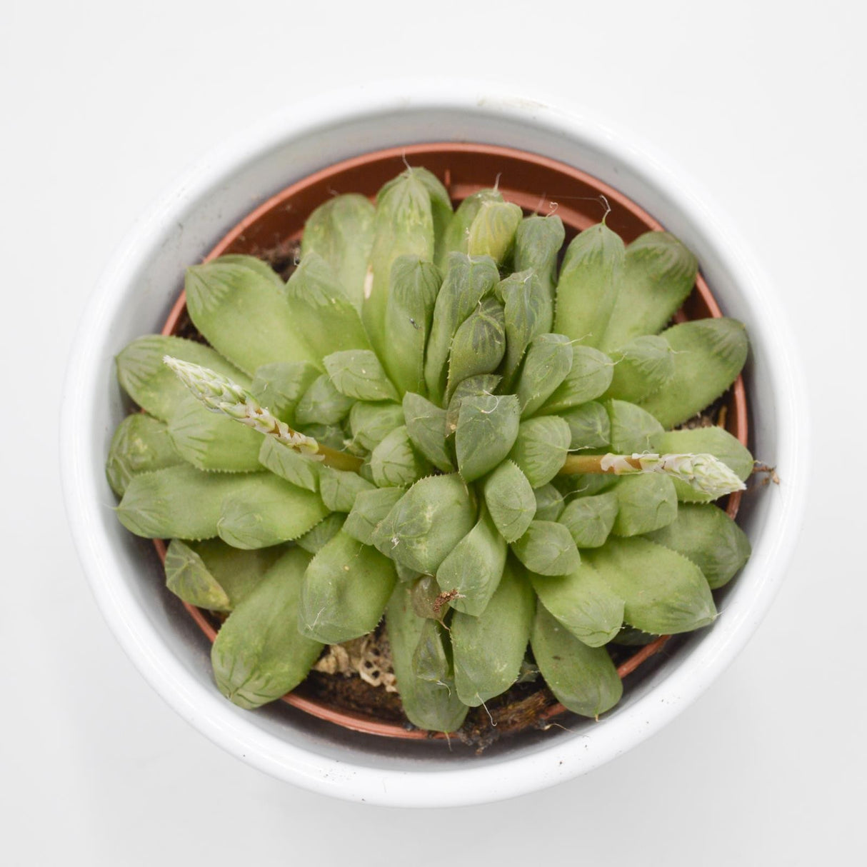 Haworthia cooperi var. obtusa - 10,5cm