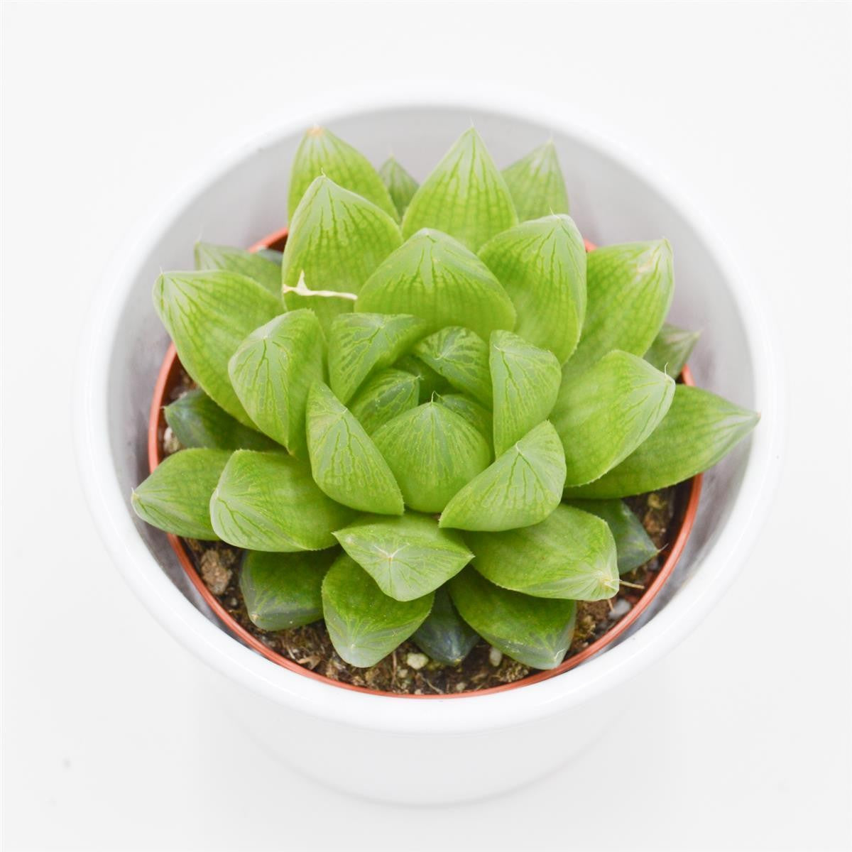 Haworthia cymbiformis - 8,5cm