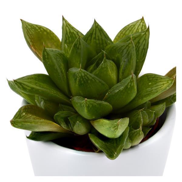 Haworthia cymbiformis - 6cm