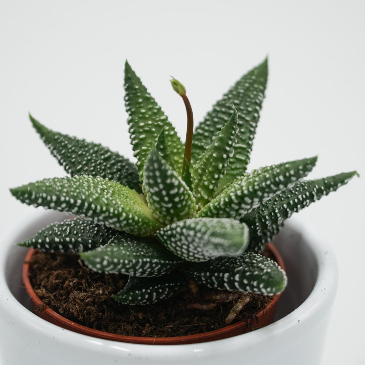 Haworthia Eon - 5,5cm
