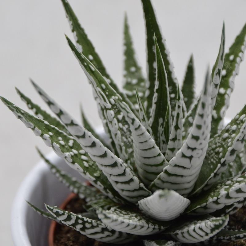 Haworthia fasciata Alba - 8,5cm