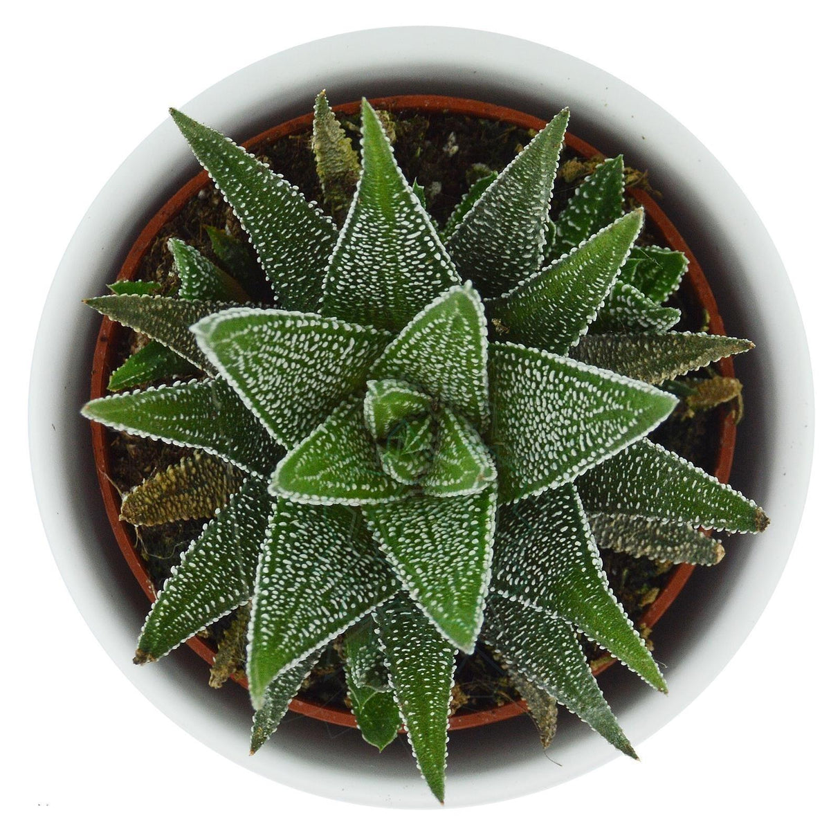 Haworthia fasciata Concolor - 6cm