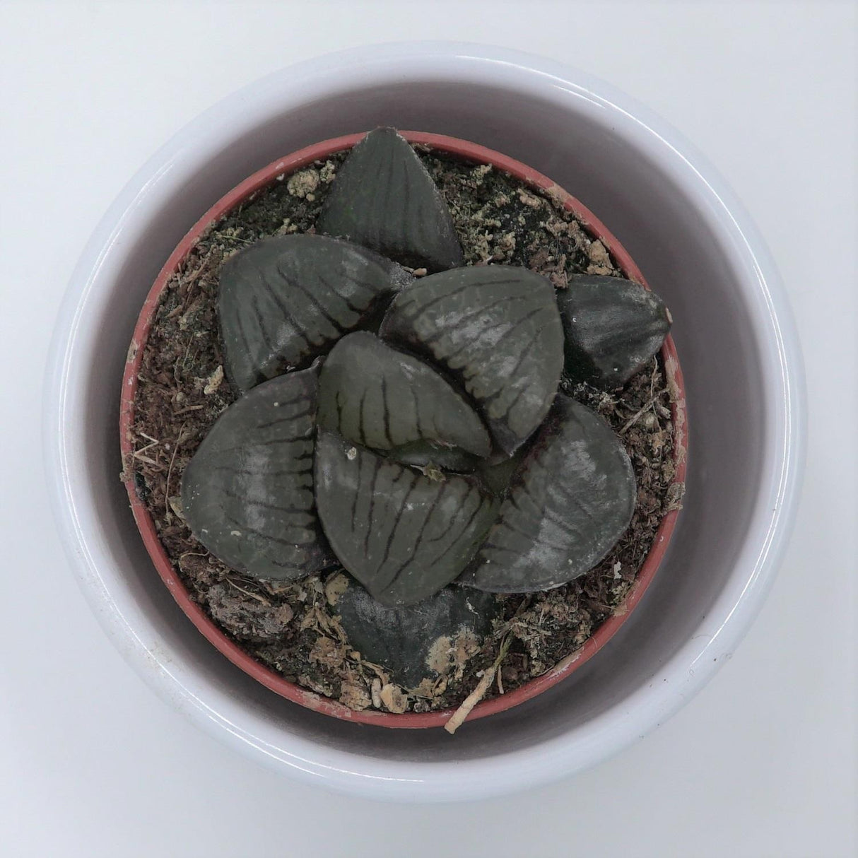 Haworthia Hybrid. - 5,5cm