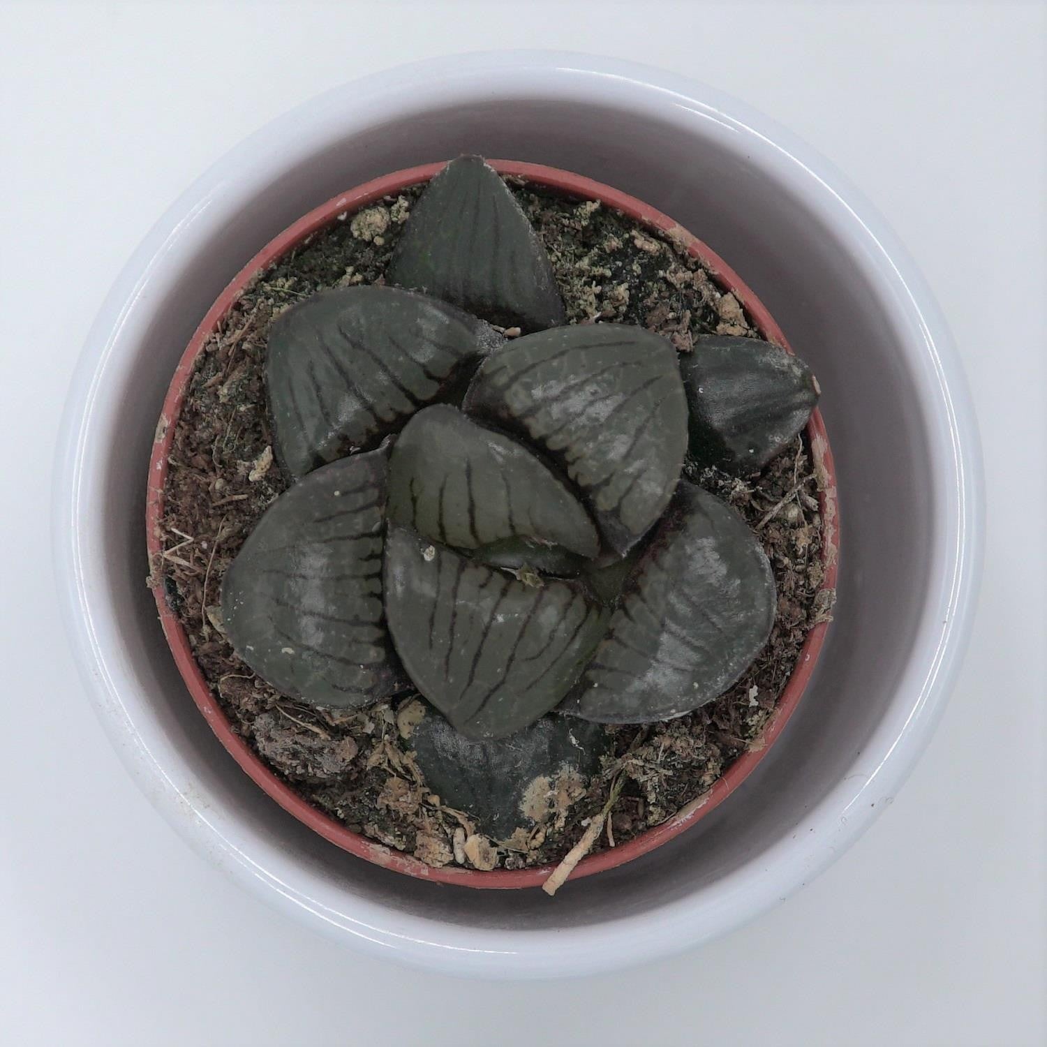 Haworthia Hybrid. - 5,5cm