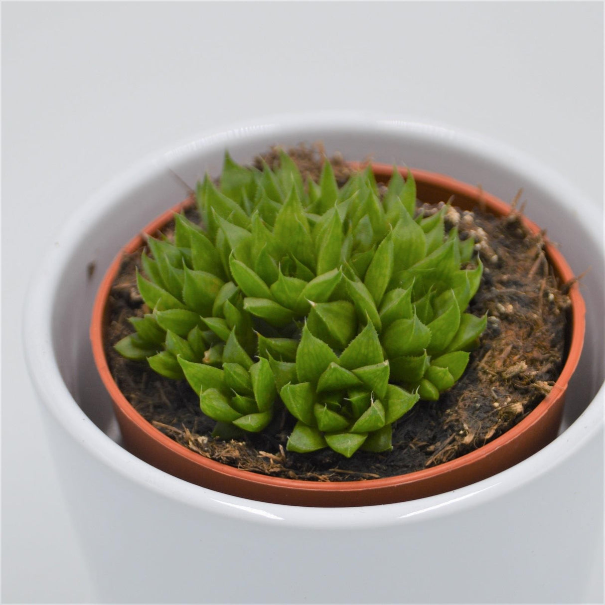Haworthia Kiki Gimasa - 8,5cm