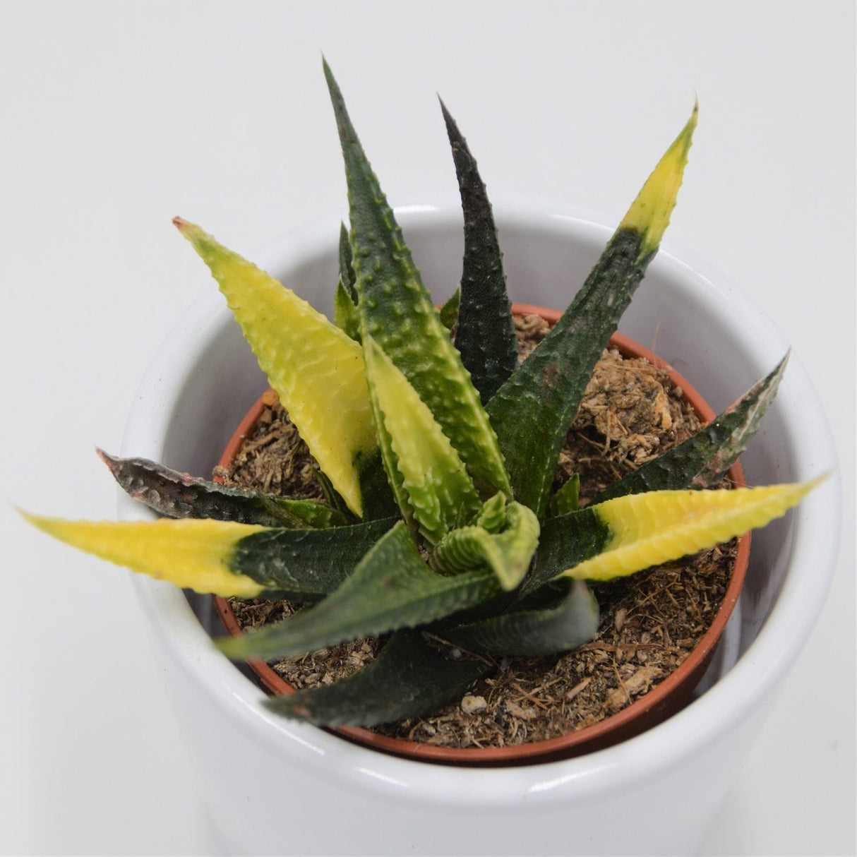 Haworthia limifolia Variegata - 5,5cm