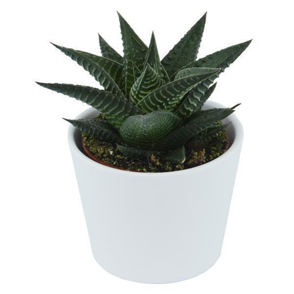 Hei Haworthia - 5er Sukkulenten-Mix