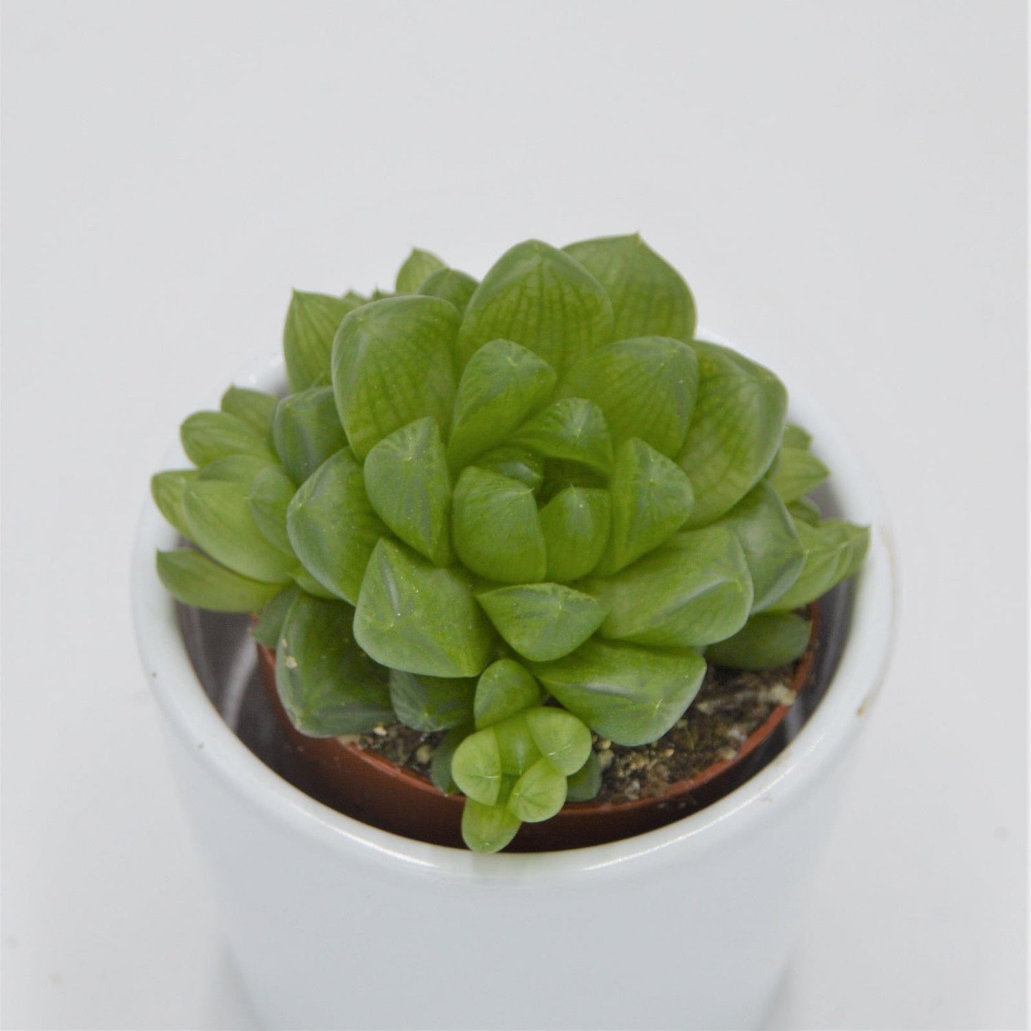 Haworthia obtusa - 5,5cm