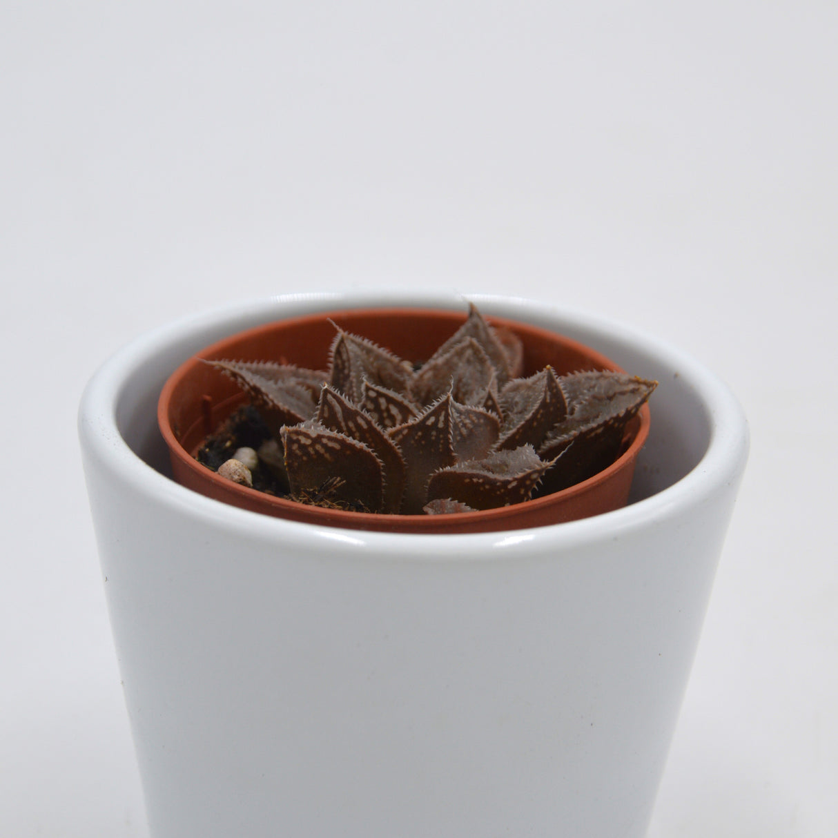 Haworthia pygmaea - 5,5cm