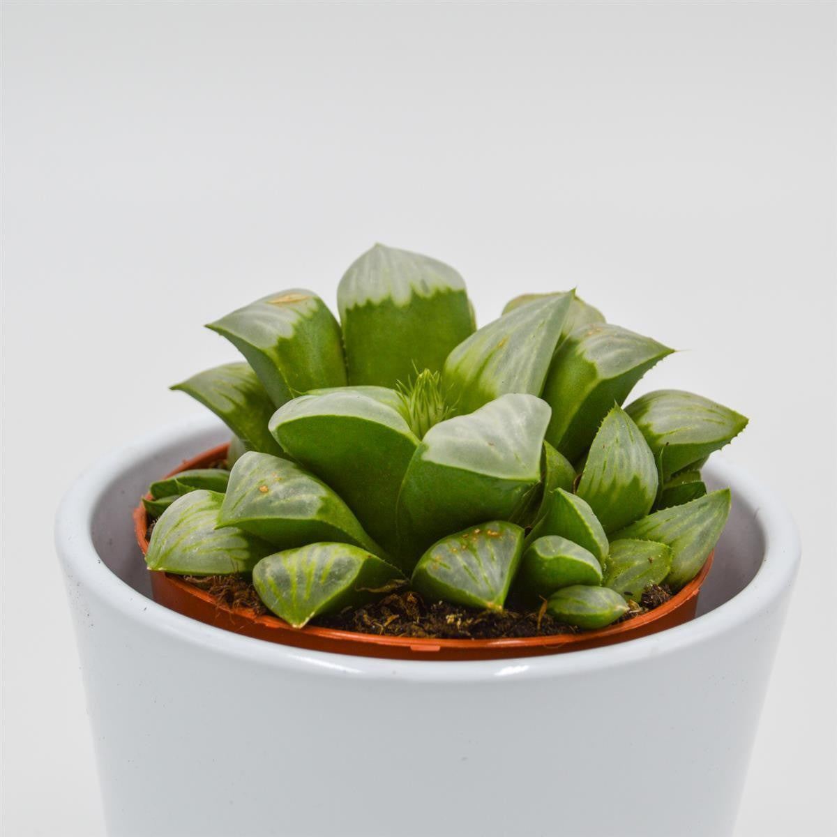Haworthia retusa ssp. white - 8.5cm