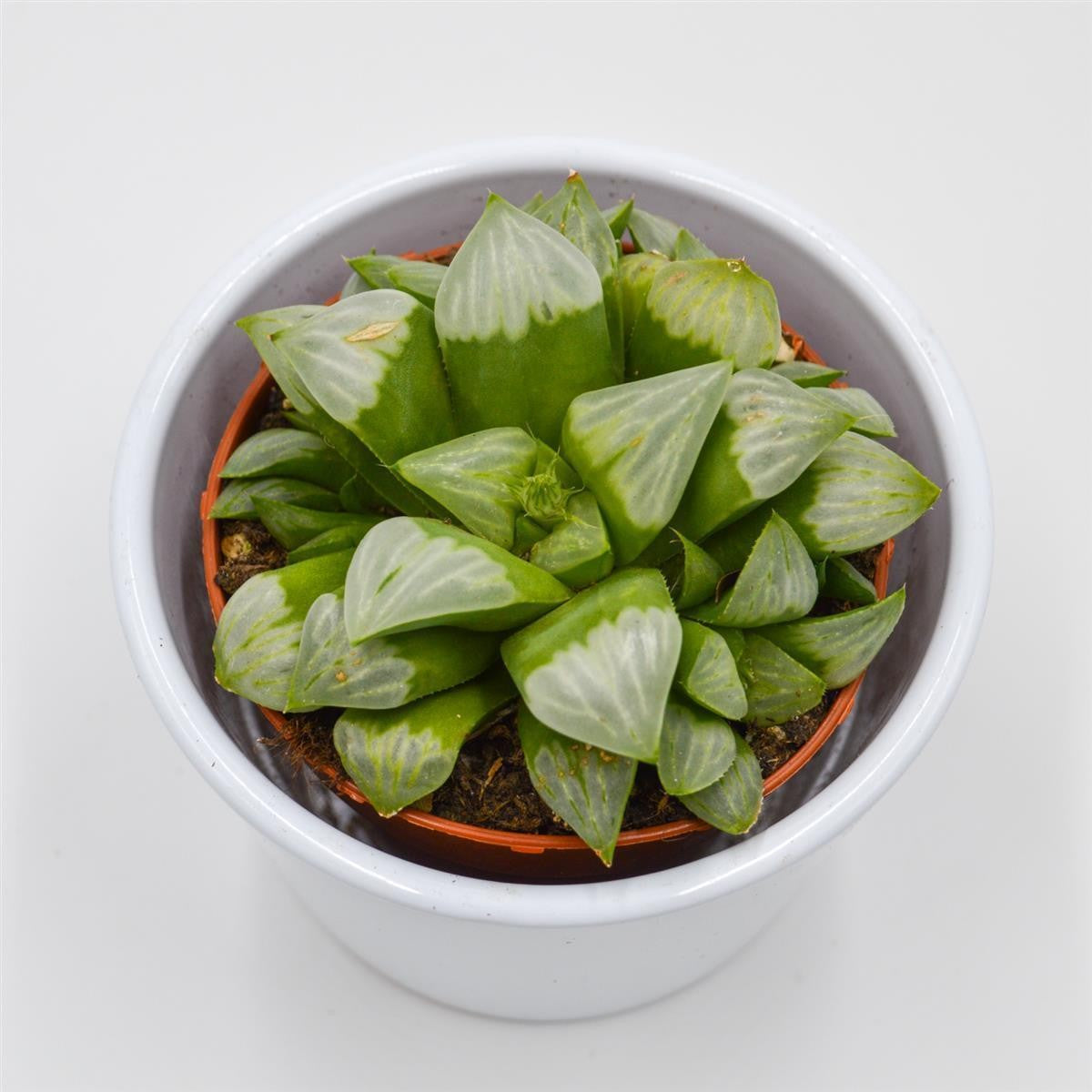 Haworthia retusa ssp. white - 8.5cm