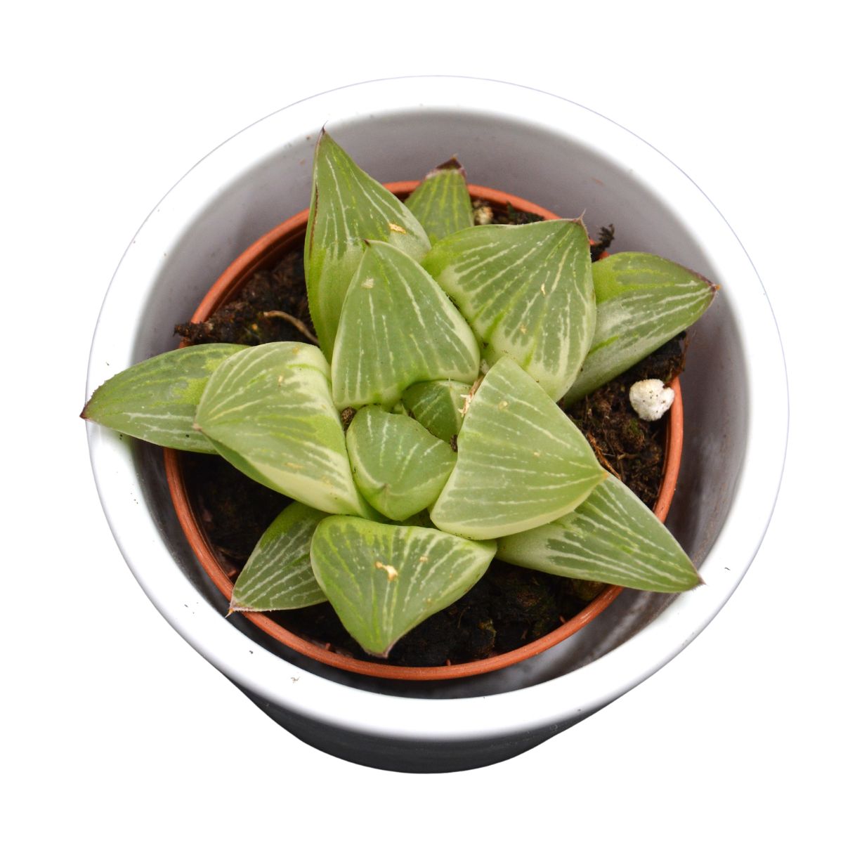 Haworthia retusa White Ghost - 5,5cm