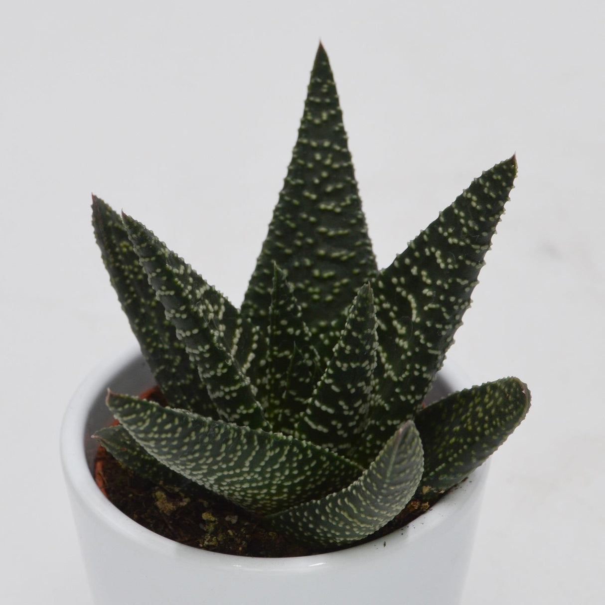 Haworthia Royal Highness - 6cm