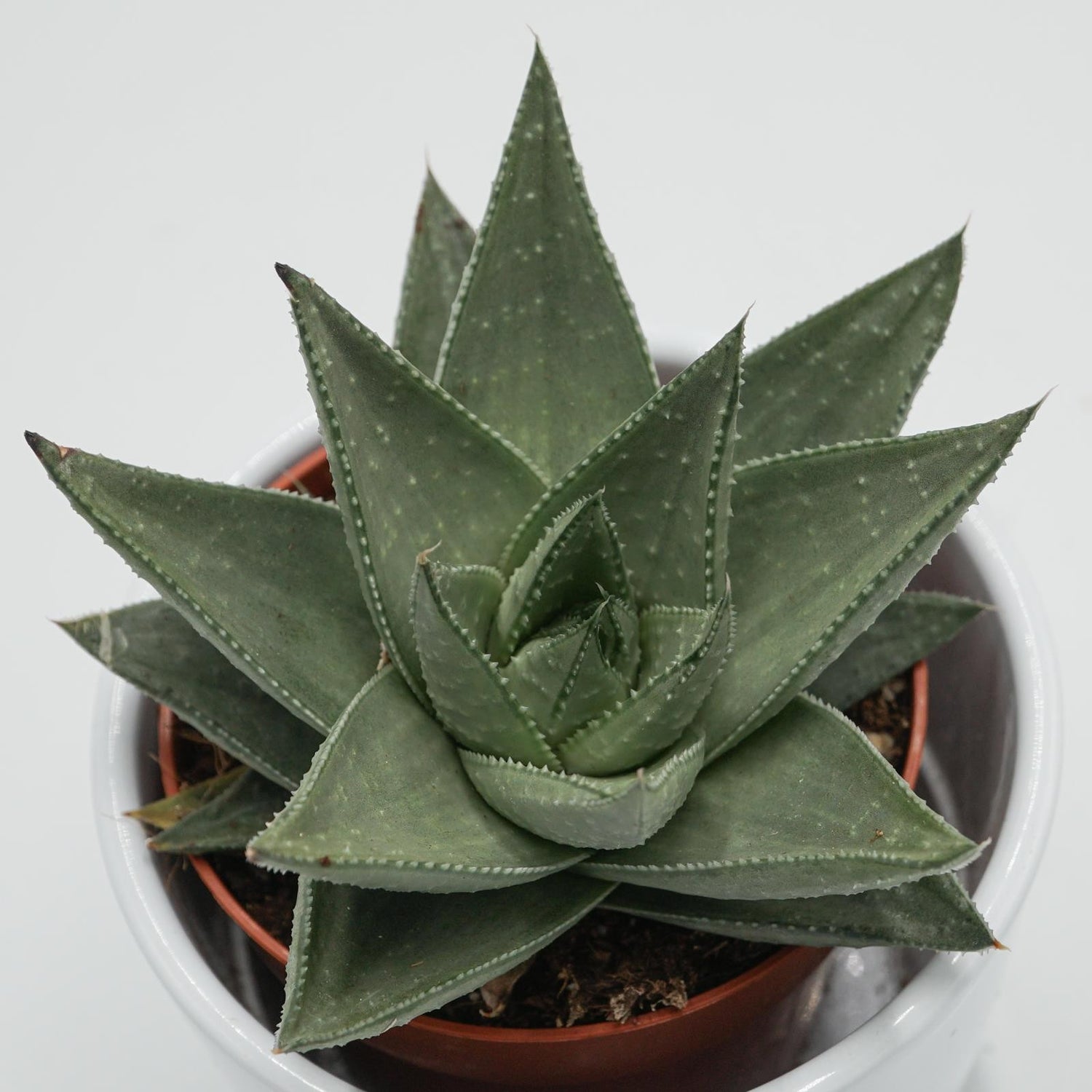 Haworthia Savanna - 8,5cm