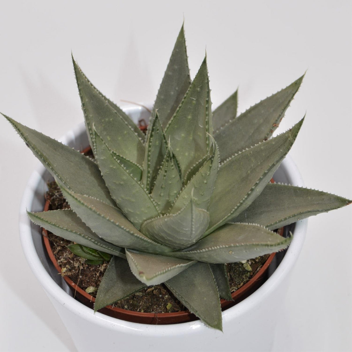 Haworthia Savanna - 10,5cm