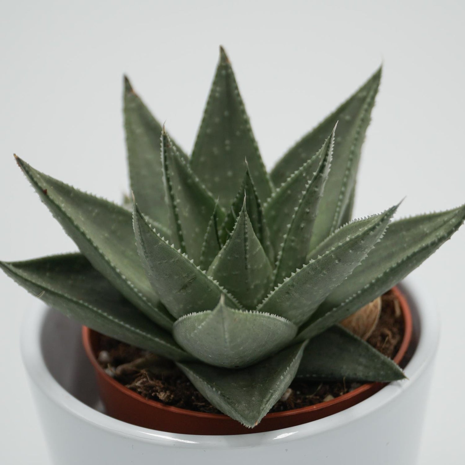 Haworthia Savanna - 8,5cm