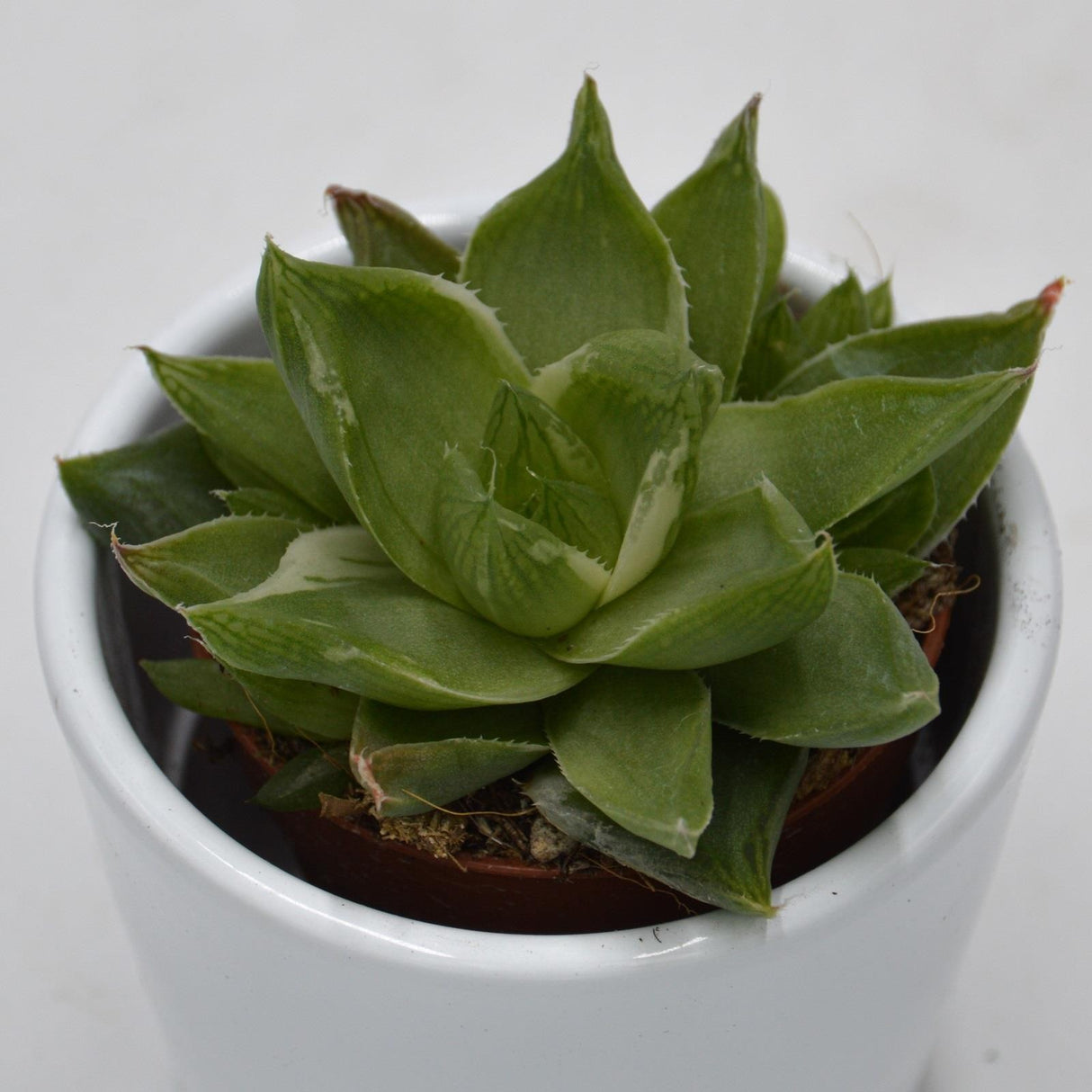 Haworthia cymbiformis f. variegata - 5,5cm