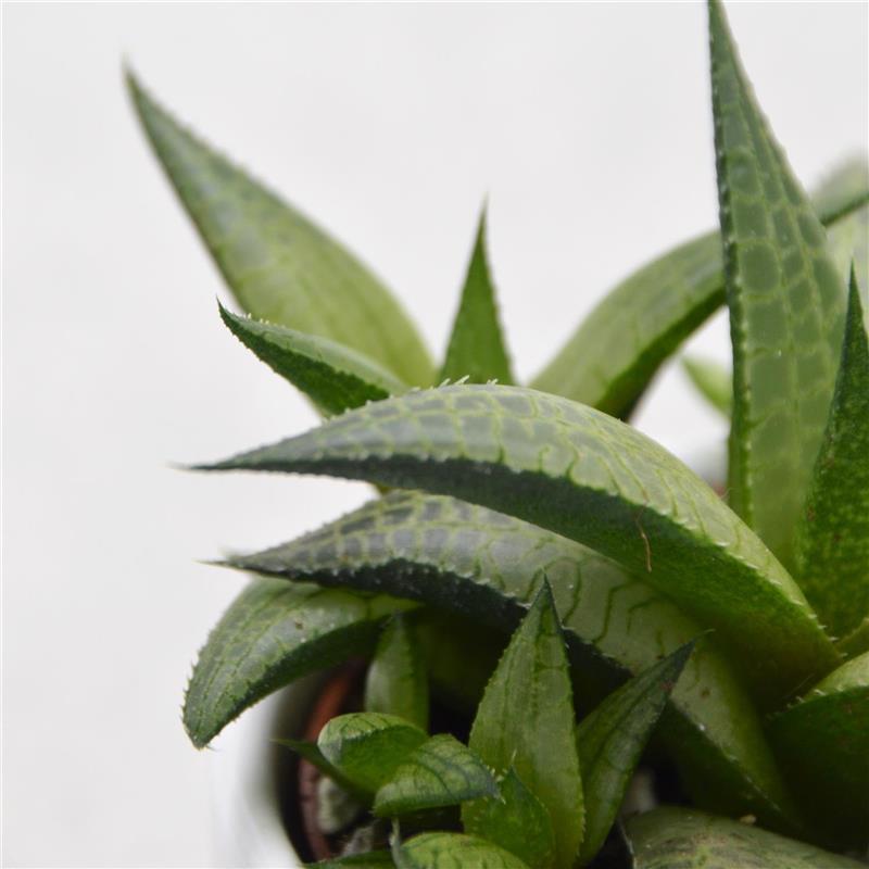 Haworthia venosa subsp. tessellata - 6cm