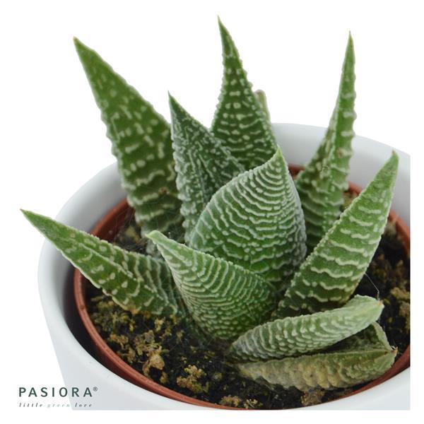 Haworthia fasciata Zebra - 6cm