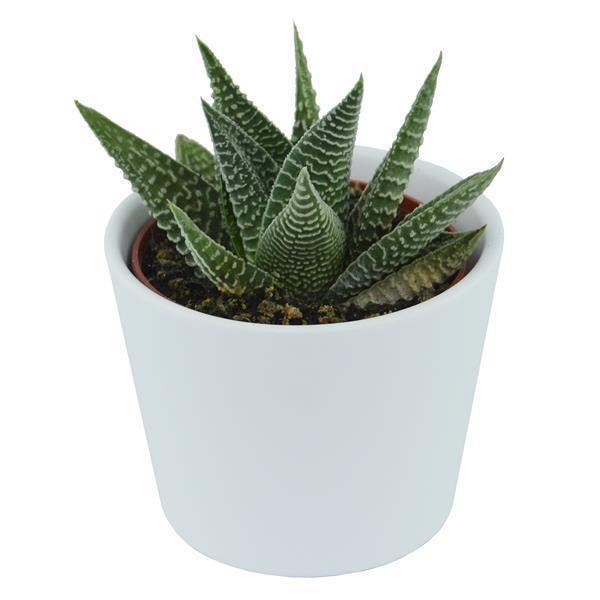 Hei Haworthia - 5er Sukkulenten-Mix