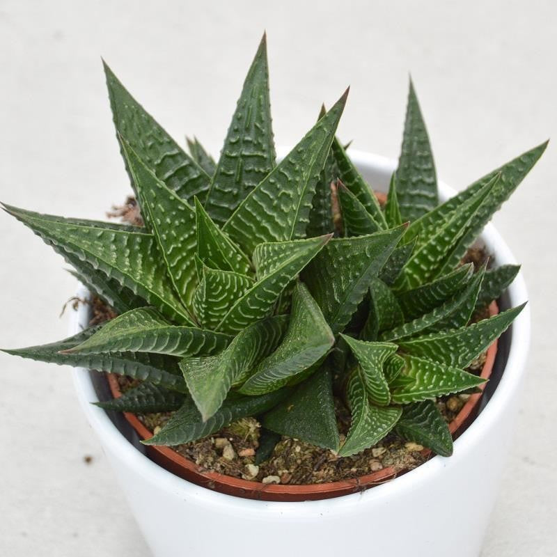 Haworthia limifolia - 10.5cm