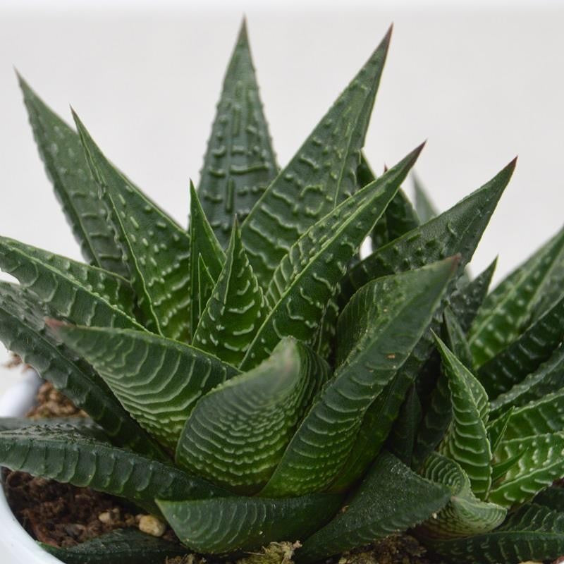 Haworthia limifolia - 10.5cm