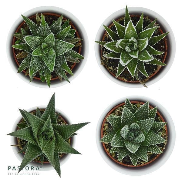 Hei Haworthia, 5 Stück