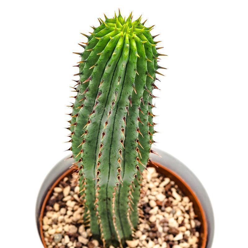 Hoodia gordonii - 10,5cm