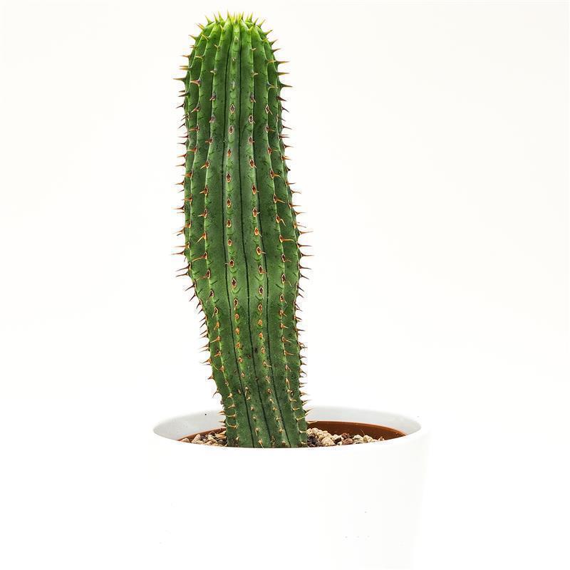 Hoodia gordonii - 10,5cm