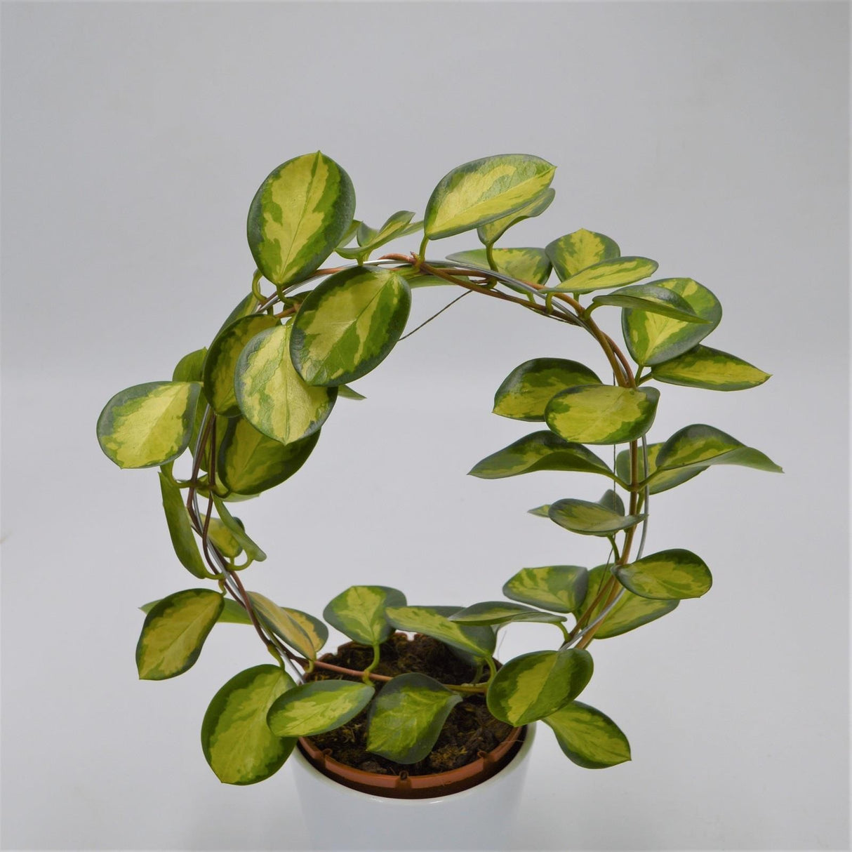Hoya australis Lisa - 12cm mit Bogen