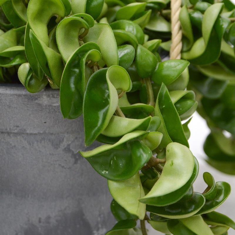 Hoya compacta in a decorative pot - 15cm