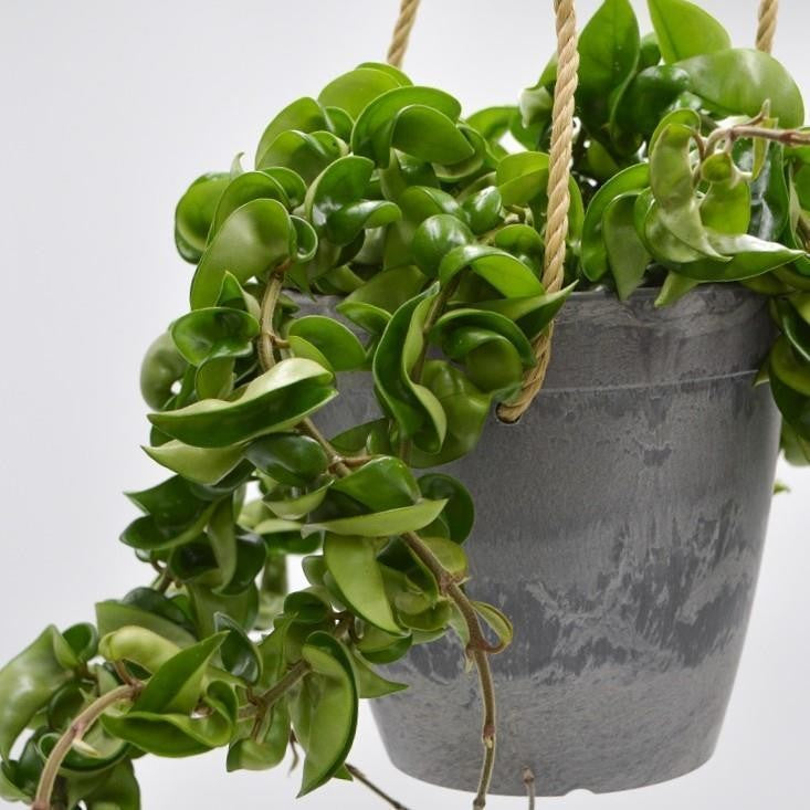 Hoya compacta in a decorative pot - 15cm