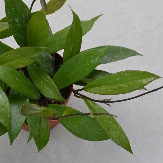 Hoya Publicalix - 12cm