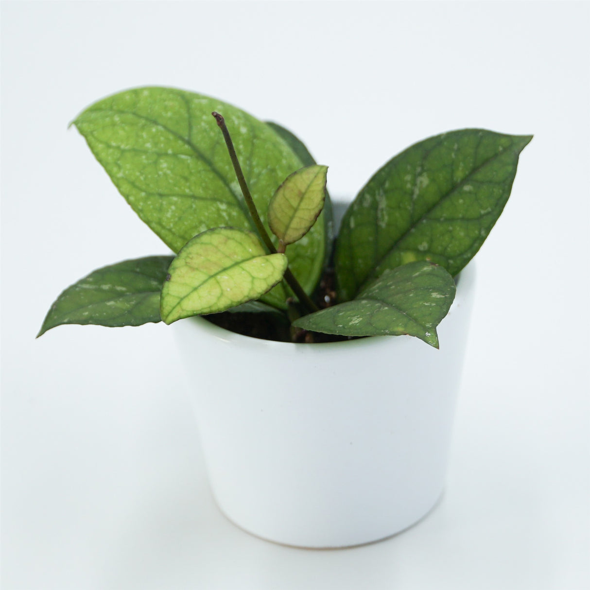 Hoya sp. Sabah - 6cm