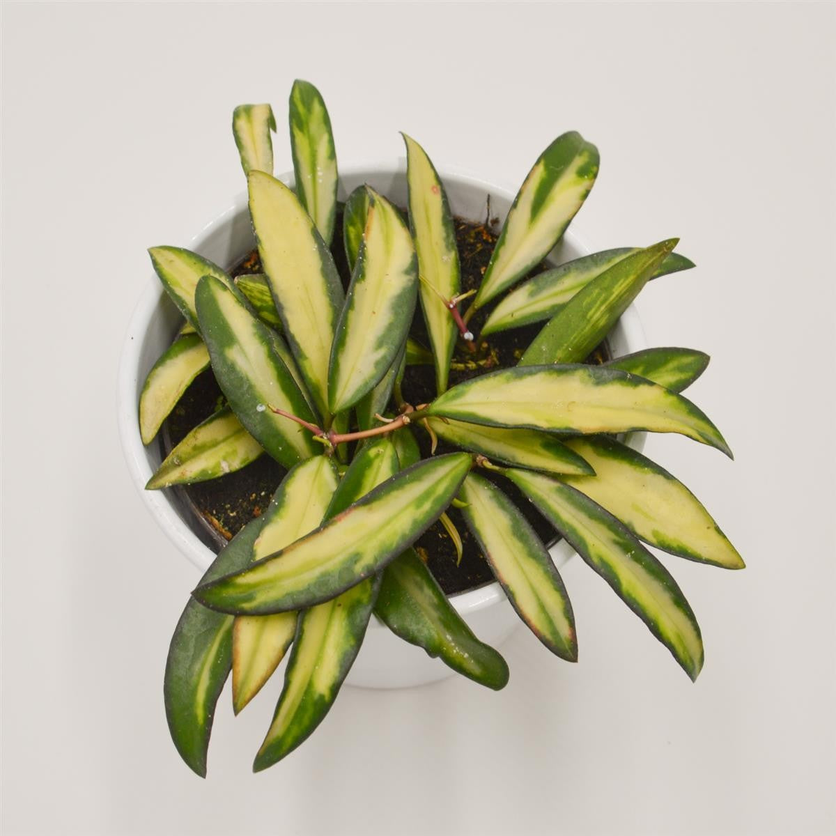 Hoya wayetii tricolor f. variegata - 12cm