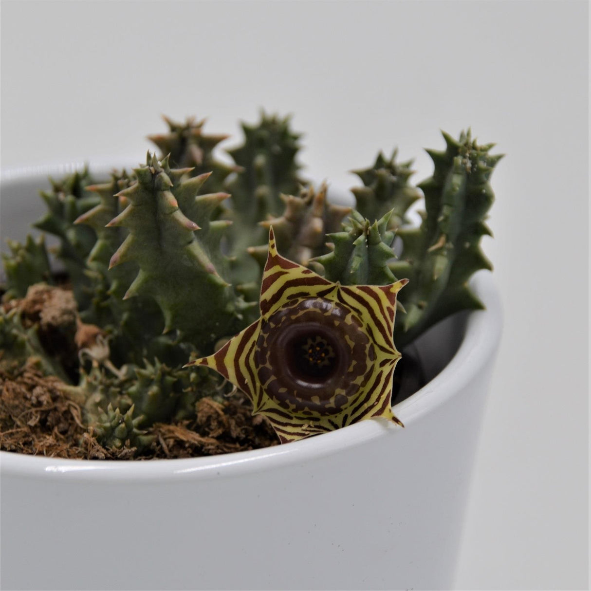 Huernia confusa - 8cm