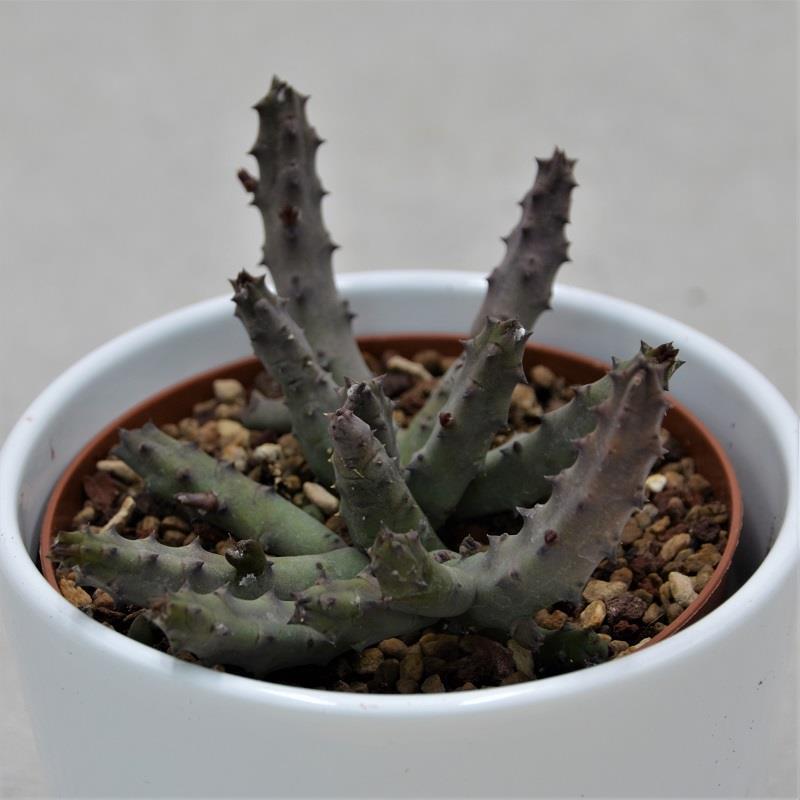 Stapelia pendula - 10,5cm
