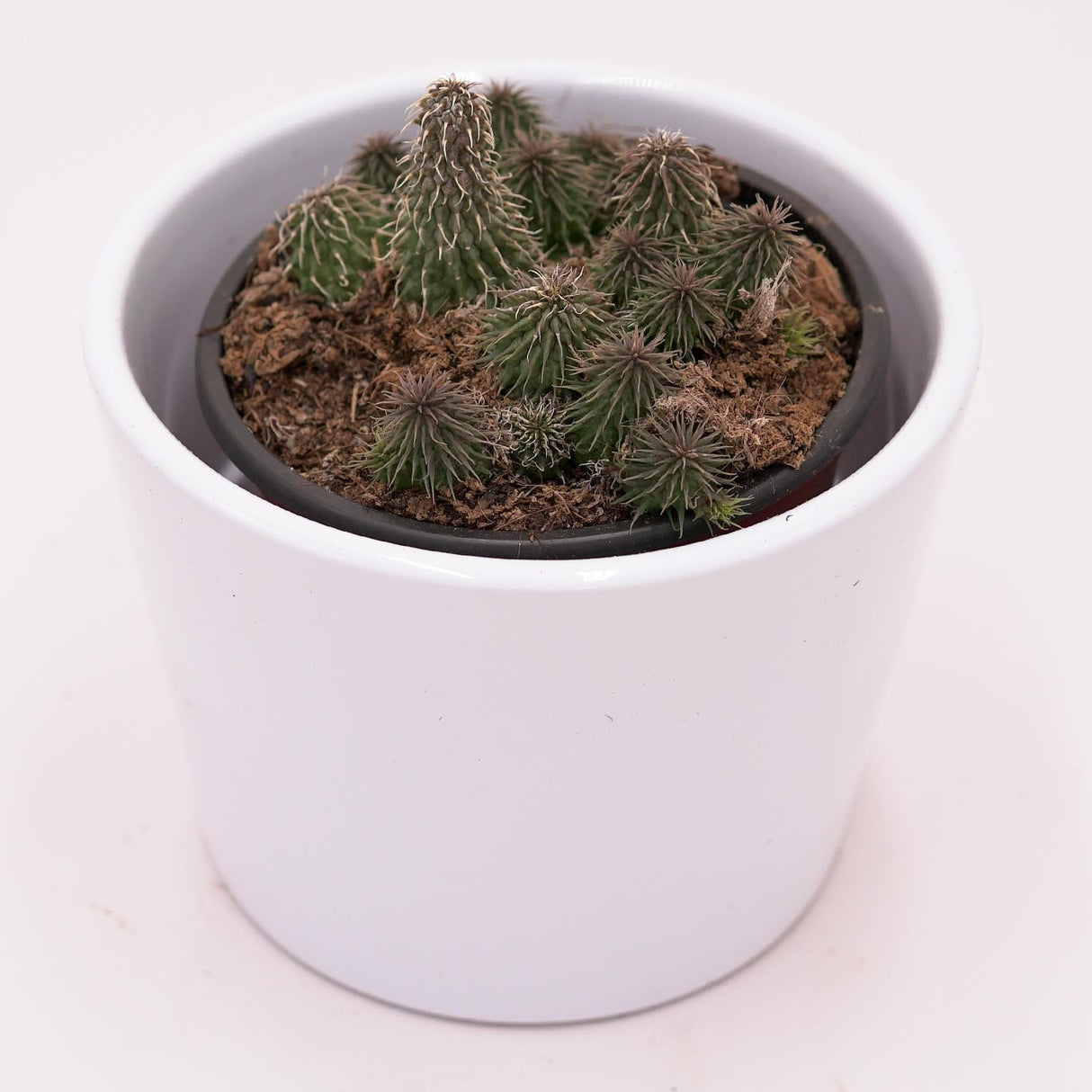 Huernia pillansii - 8cm