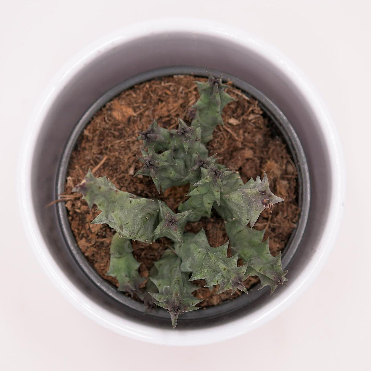 Huernia primulina - 8cm