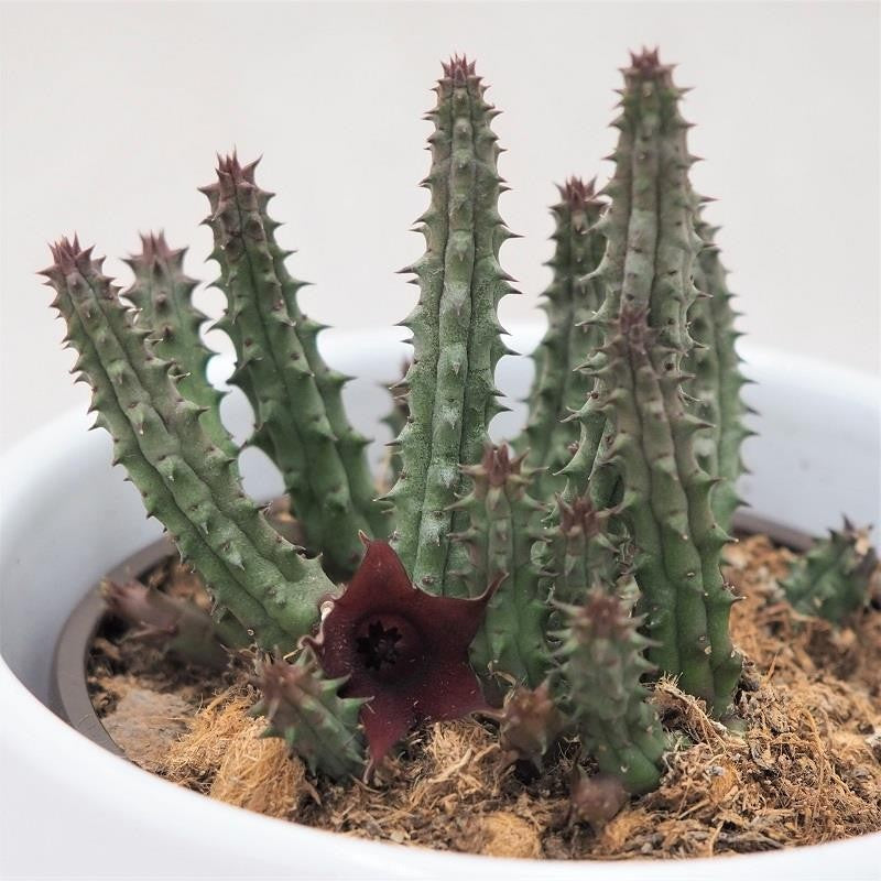 Huernia schneideriana Temple - 8cm