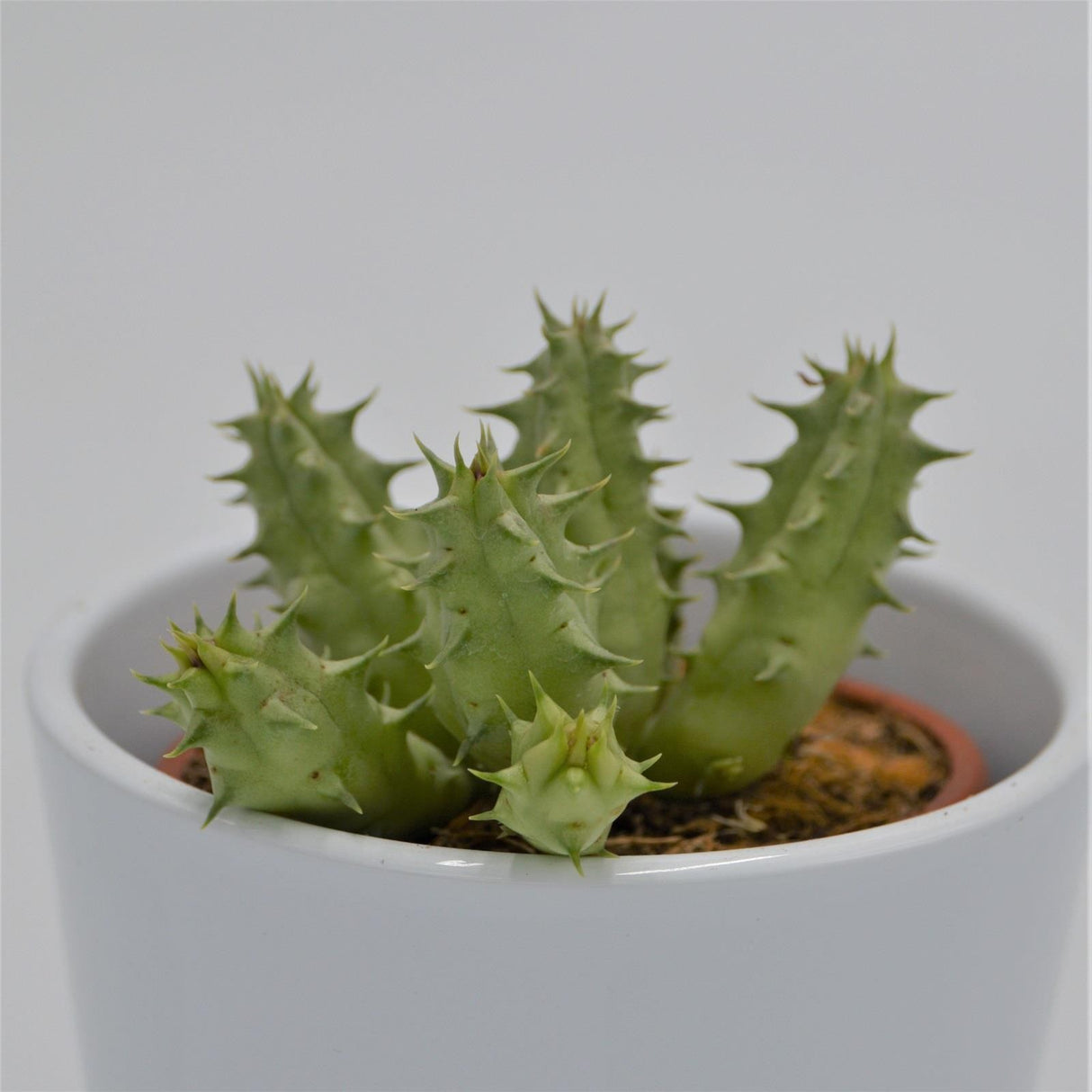 Huernia somalica - 8cm