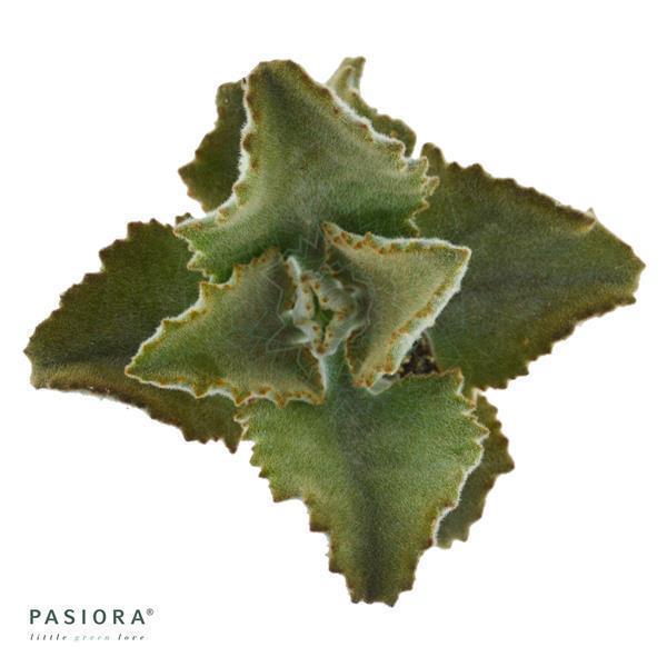 Konnichiwa Kalanchoe, 5 Stück